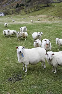 Hilly Landscape Drucke: Sheep in Hoddevik