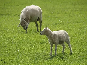 Domestic Sheep Breed Germany Drucke: Sheep and lamb on green fields
