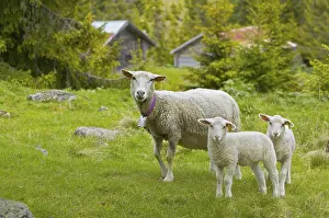 Young Animal Photography Drucke: Sheep with lambs