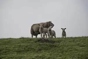 Domestic Sheep Germany Drucke: A sheep with three lambs under a grey sky