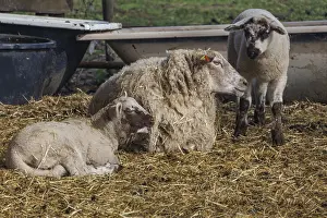 Domestic Sheep Breed Germany Drucke: A sheep with two lambs in straw
