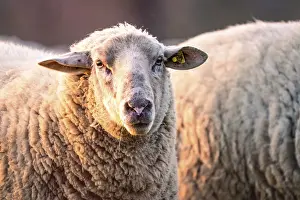 Black Forest Livestock Farming Drucke: Sheep in the light of the evening sun