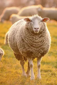 German Countryside Evening Scene Drucke: Sheep in the light of the evening sun