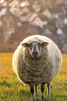 German Farm Animal Husbandry Drucke: Sheep in the light of the evening sun