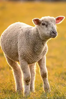 Evening Atmosphere Germany Drucke: Sheep in the light of the evening sun
