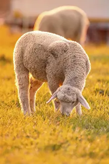 Southern Germany Farm Animals Drucke: Sheep in the light of the evening sun
