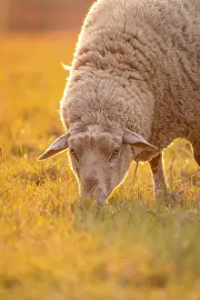 Southern Germany Farm Animals Drucke: Sheep in the light of the evening sun