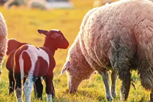 Central Europe Farm Animals Drucke: Sheep in the light of the evening sun