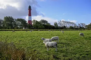 North German Nature Reserve Drucke: Sheep in front of the lighthouse from 1906