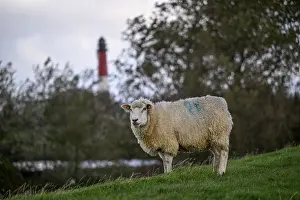 Pellworm Island Germany Drucke: Sheep in front of the lighthouse
