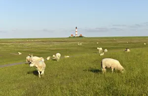 Red And White Lighthouse Germany Drucke: Sheep at the lighthouse Westerheversand, Germany