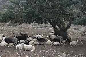 Deciduous Tree Scenery Drucke: Sheep, olive tree, flock of sheep