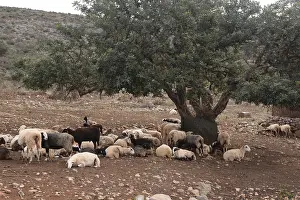 Sheep In Crete Drucke: Sheep, olive tree, flock of sheep