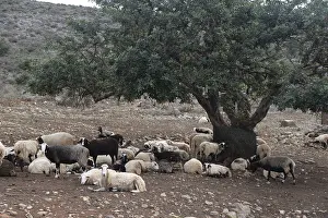 Landscape Photography Crete Drucke: Sheep, olive tree, flock of sheep