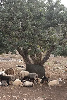 European Domestic Sheep Breed Drucke: Sheep, olive tree, flock of sheep
