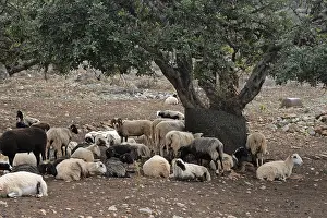 Farm Animal Husbandry Drucke: Sheep, olive tree, flock of sheep