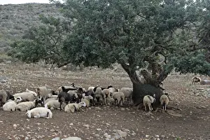 Deciduous Tree Scenery Drucke: Sheep, olive tree, flock of sheep