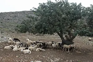 Farm Animals Europe Drucke: Sheep, olive tree, flock of sheep