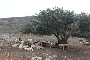 Sheep In Crete Drucke: Sheep, olive tree, flock of sheep