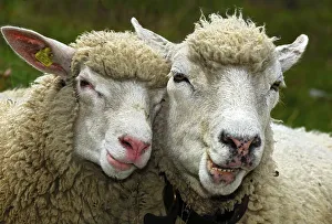 Deserted Outdoor Photography Drucke: Two sheep in partnership