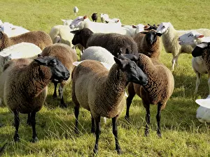 Gerahmter Druck : Schafe auf der Weide Gerahmter Druck : Schafe auf der Weide