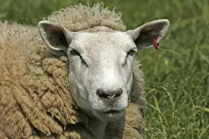 Sheep Portrait Drucke: Sheep - Sheep