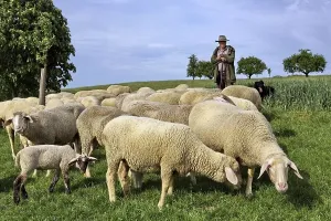 Shepherd And Flock Drucke: Flock of sheep