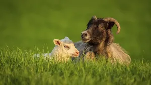 Cute Lambs Drucke: A lamb and a sheep in the grass