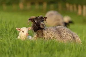 Ein Schaf und ein Hirsch im Gras