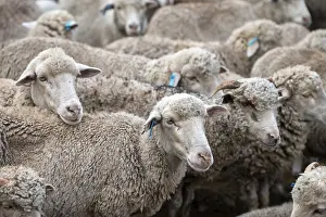 Bilder Datiert 4. Mai 2024: Schafe werden von nahem abgeschossen. Libode, Ostkap.