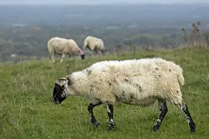 British Sheep Drucke: Sheep, South Downs Way at Devils Dyke