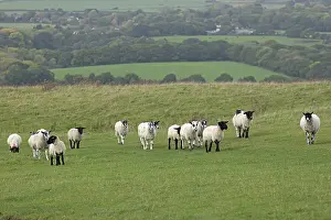 Deserted Farm Landscapes Drucke: Sheep, South Downs Way at Devil's Dyke