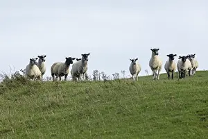 Deserted Countryside UK Drucke: Sheep, South Downs Way at Devil's Dyke