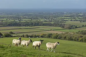 Animal Husbandry UK Drucke: Sheep, South Downs Way at Devil's Dyke