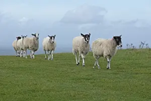Livestock Breeding UK Drucke: Sheep, South Downs Way at Devil's Dyke