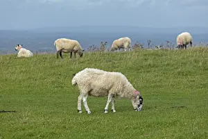 British Sheep Drucke: Sheep, South Downs Way at Devil's Dyke