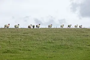 Uninhabited English Countryside Drucke: Sheep, South Downs Way at Devil's Dyke