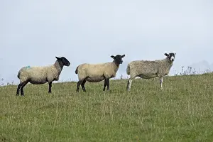 Domestic Sheep UK Drucke: Sheep, South Downs Way at Devil's Dyke