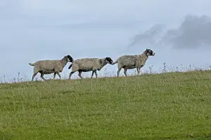 Schafe, South Downs Way an Devils Dyke