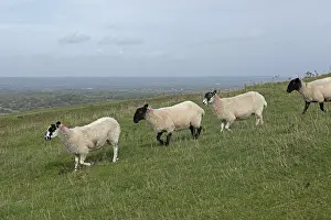Domestic Sheep UK Drucke: Sheep, South Downs Way at Devil's Dyke
