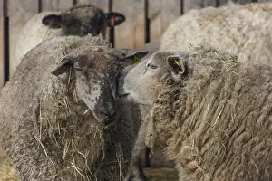 Domestic Sheep In Germany Drucke: Two sheep in a stable, one covered with straw
