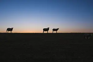 Dutch Countryside Scenery Drucke: Sheep standing on a dike in the sunset looking at the camera