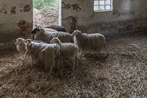 Black Headed Sheep Drucke: Sheep in a straw-bedded barn, Soay sheep in the front
