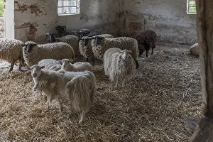 Northern Germany Animal Husbandry Drucke: Sheep in a straw-bedded barn, Soay sheep in the front