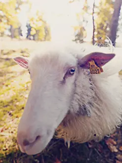Domestic Sheep Breed Drucke: Sheep with a tag