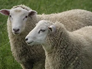 Productive Livestock Farming Germany Drucke: Two sheep with thick wool on a green field
