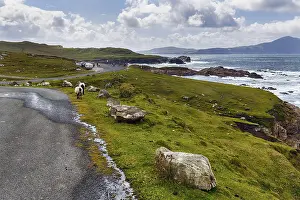 Wild Atlantic Way Mayo Drucke: Two sheep walking on panoramic Atlantic Drive