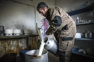 Domestic Sheep Farming Drucke: Sheep's cheese making