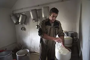 Domestic Sheep Farming Practices Drucke: Sheep's cheese making