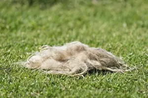 Uninhabited European Islands Drucke: Sheep's wool lying in the grass